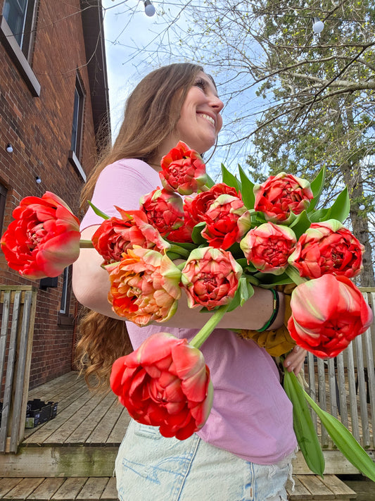 Gudoshnik Double Tulip Bulbs