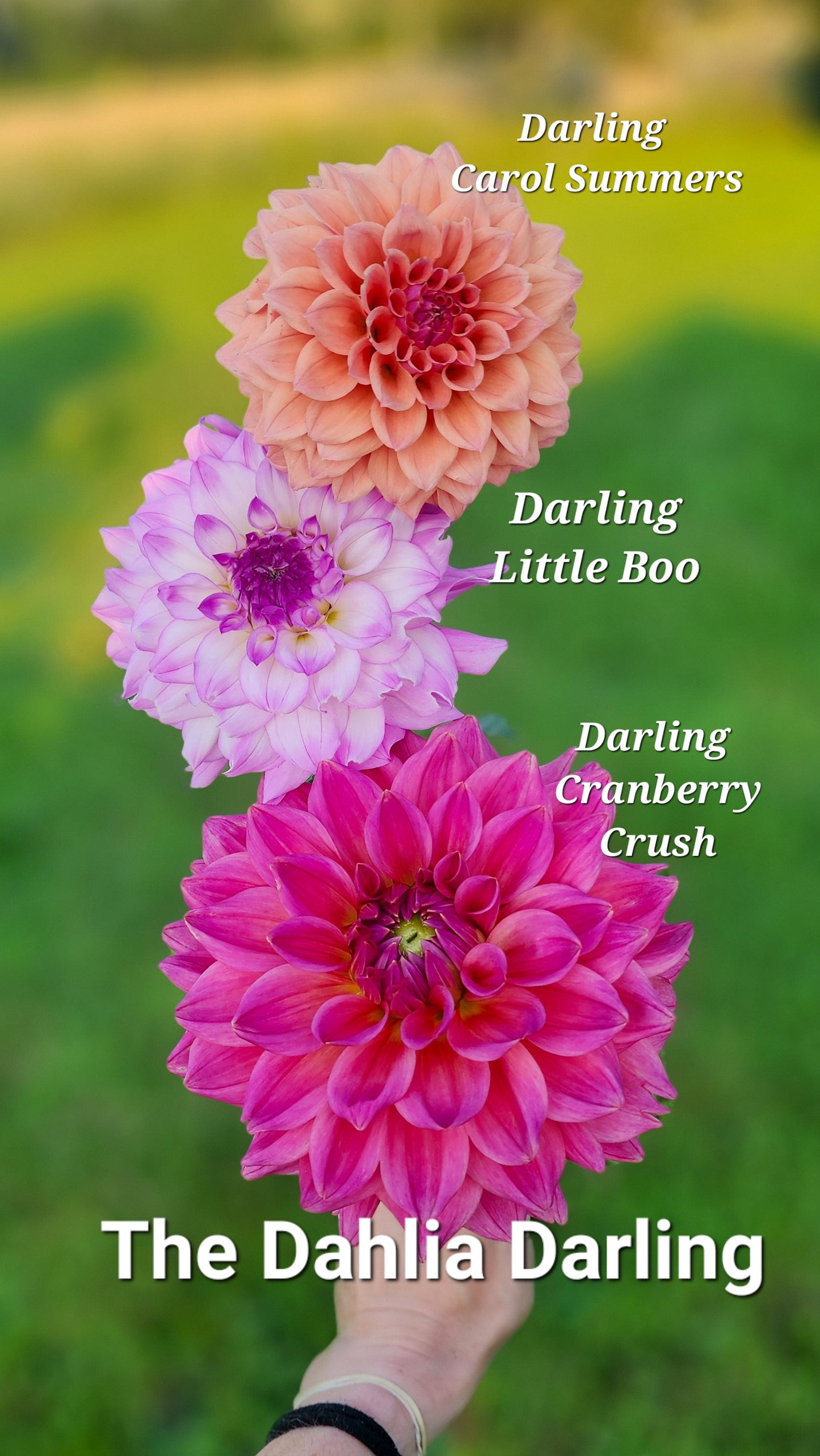 Darling Carol Summers NEW INTRODUCTION