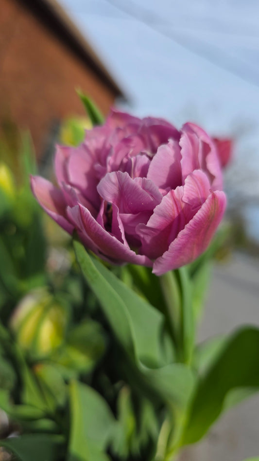 Double Price Tulip Bulbs