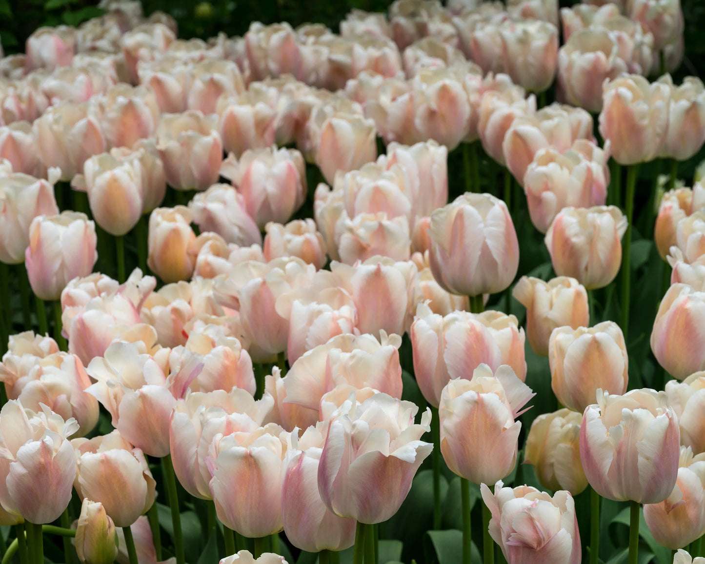 Zantubeau (Apricot Pride) Tulip Bulbs