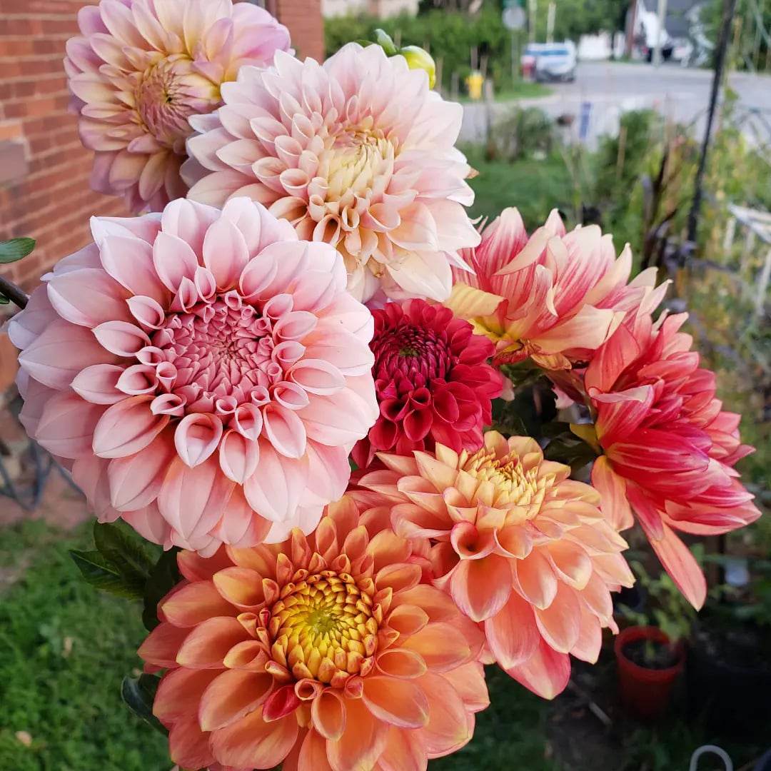 Dahlia Tuber Sale Canada