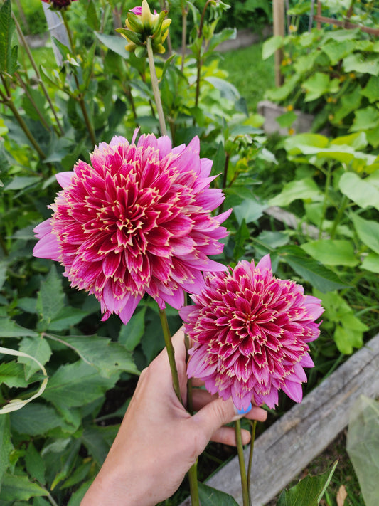 Mambo Dahlia Tuber