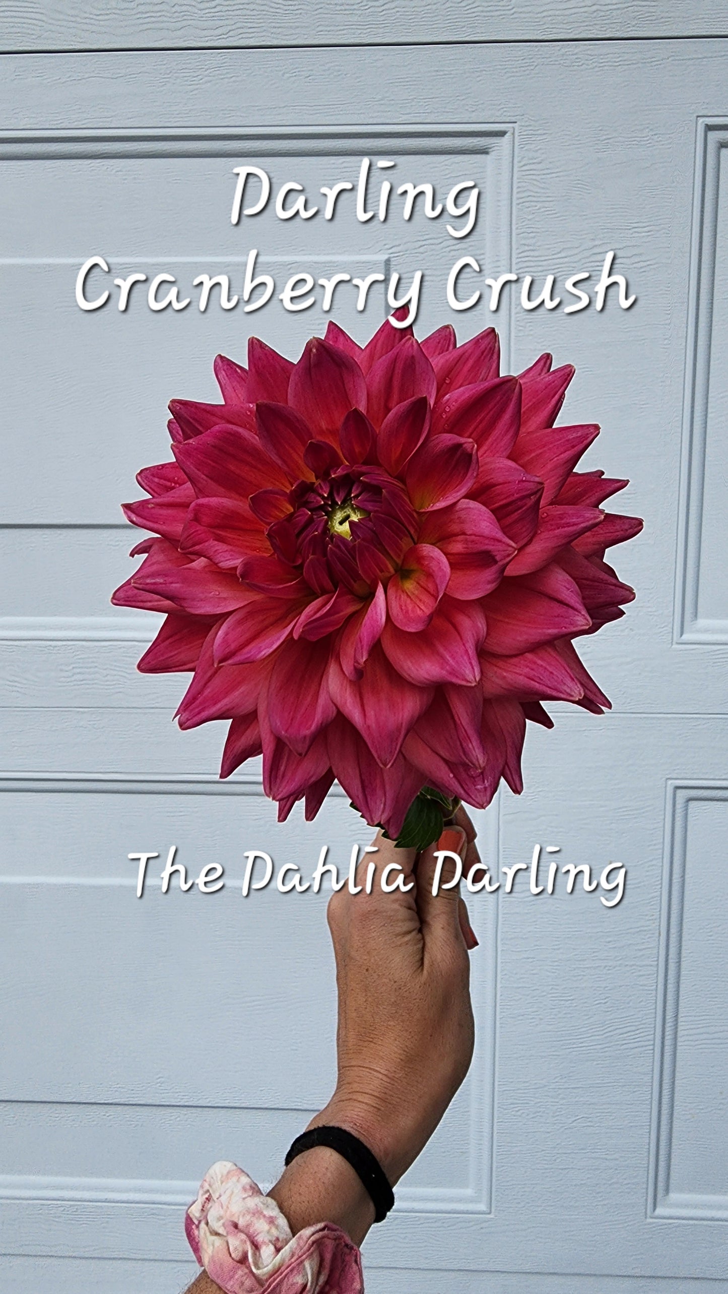 Darling Cranberry Crush