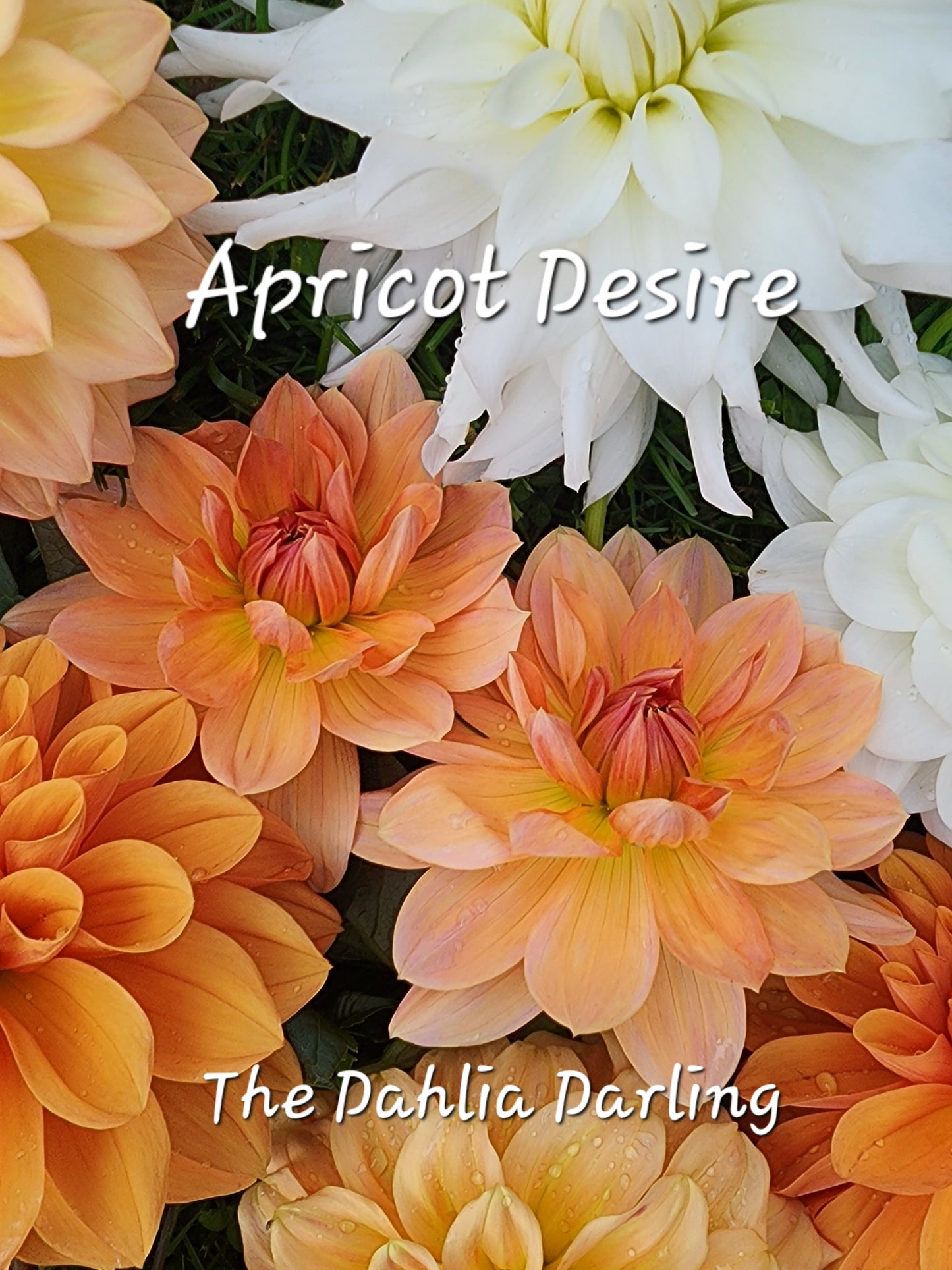 Apricot Desire