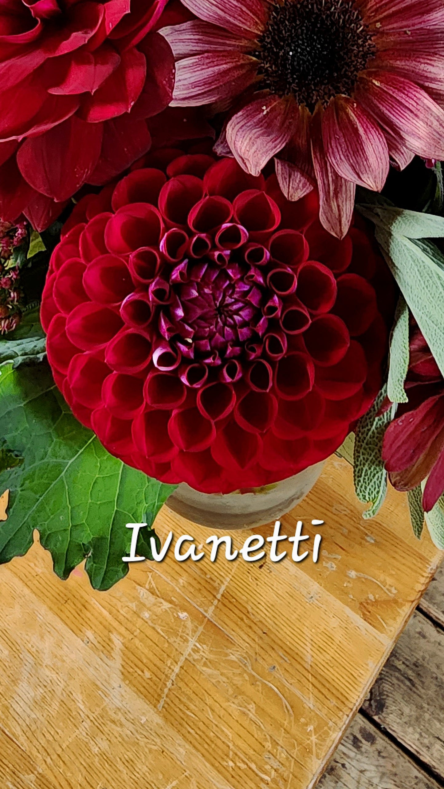 Ivanetti