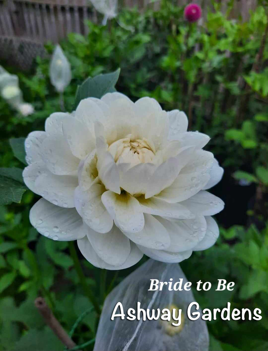 Bride To Be