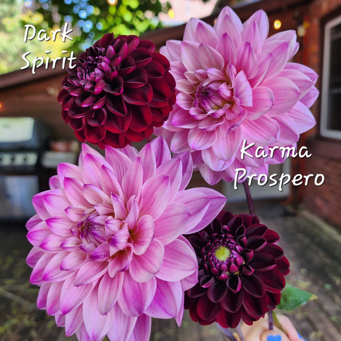 Karma Prospero