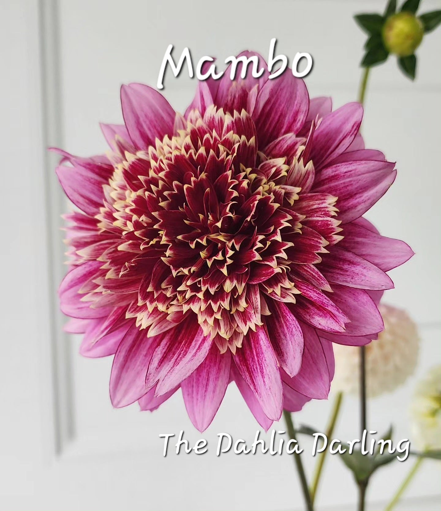 Mambo Dahlia Tuber