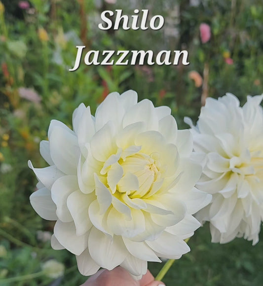 Shiloh Jazzman