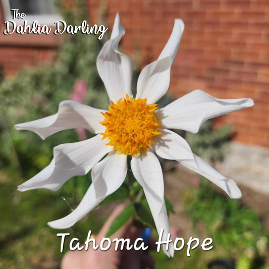 Tahoma Hope