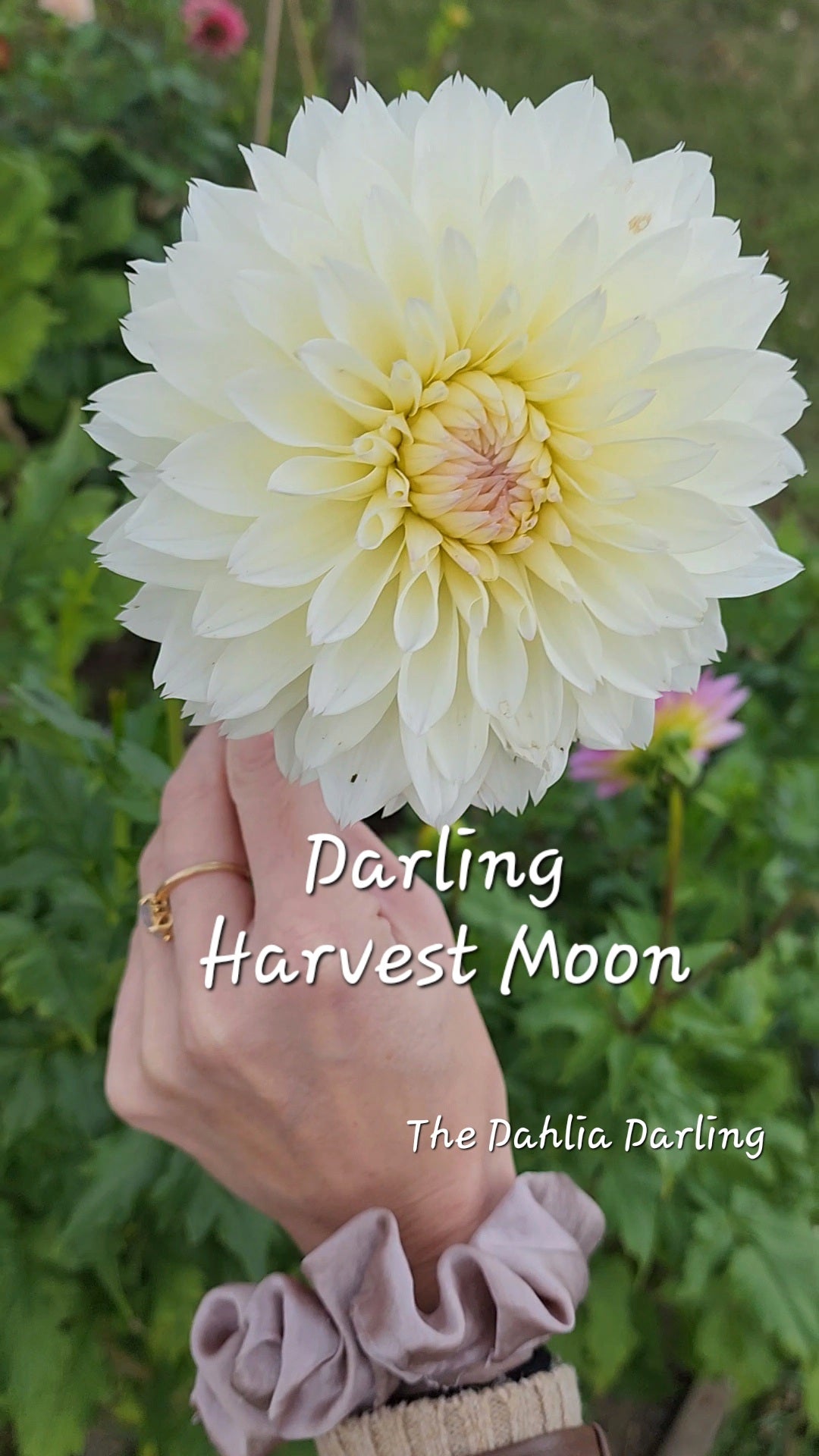 Darling Harvest Moon