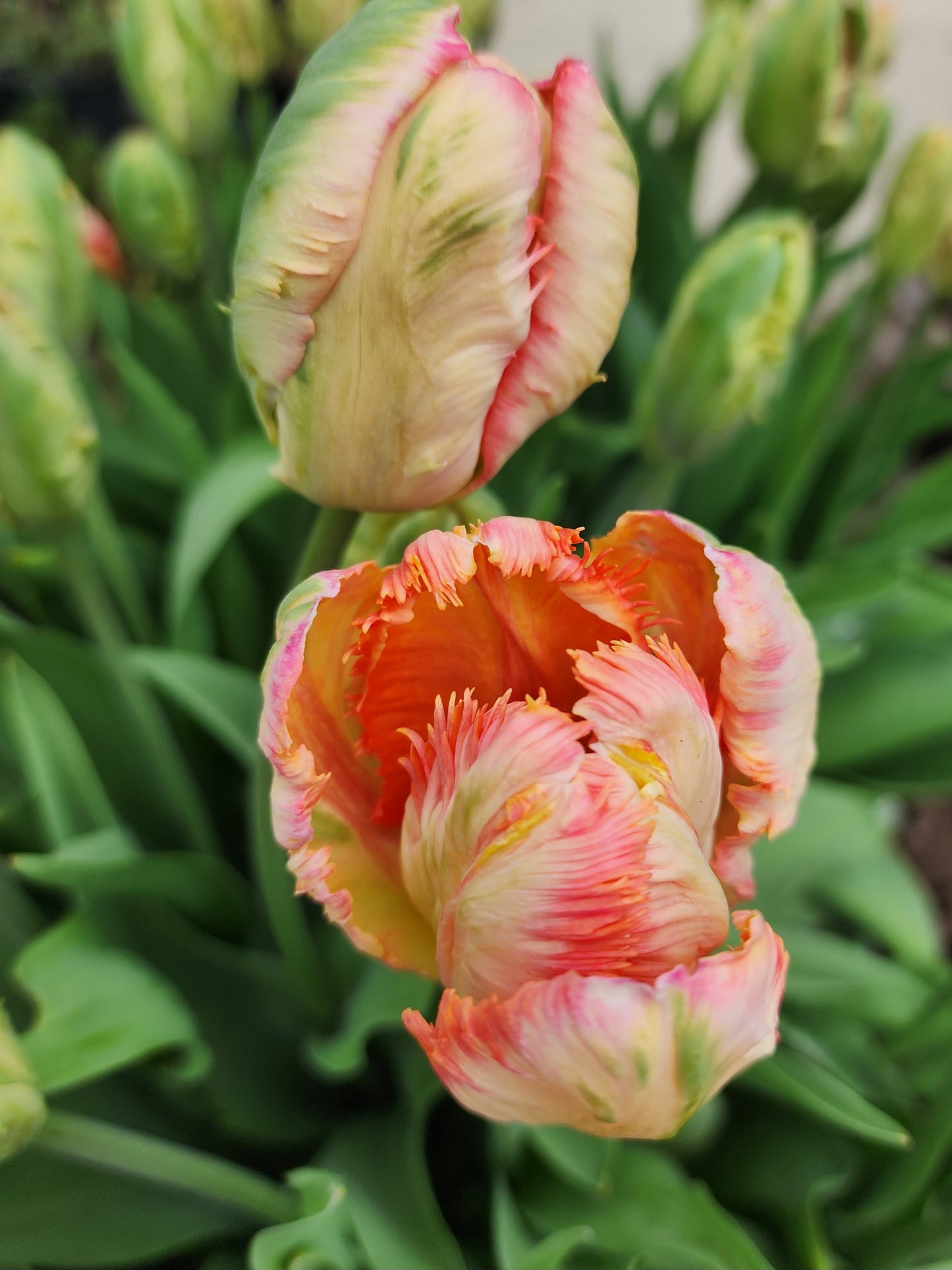 Apricot Parrot Tulip