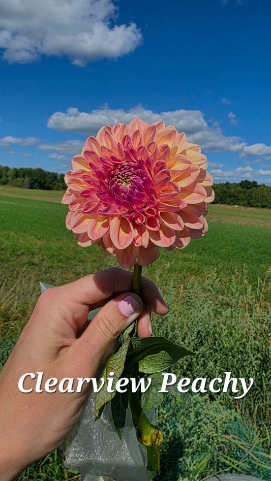 Clearview Peachy
