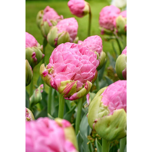 Strawberry Cream Double Tulip