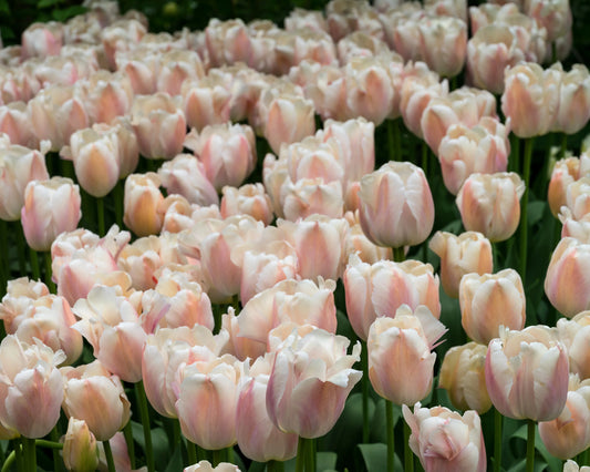 Zantubeau (Apricot Pride) Tulip Bulbs